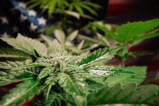Cannabispflanze vor einer amerikanischen Flagge
