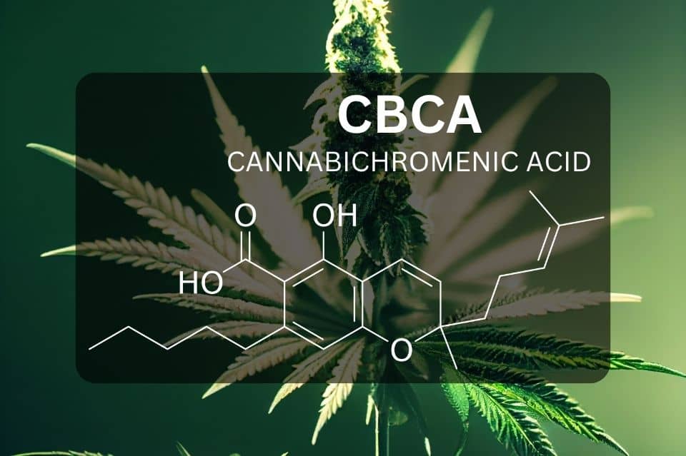 CBCA chemische Struktur