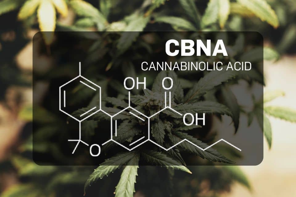 CBNA-Molekülstruktur vor Cannabis-Hintergrund