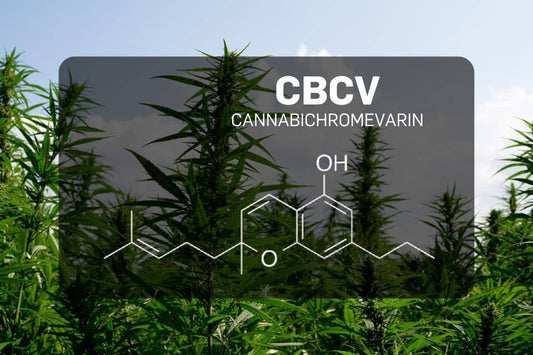 CBCV-Struktur vor Hanfhintergrund