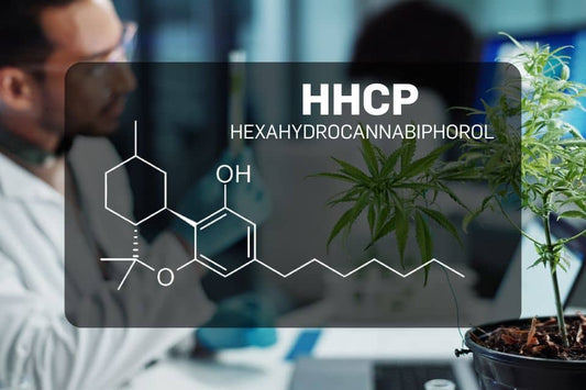 HHCP-Label-Overlay im Forschungslabor mit Hanfpflanze