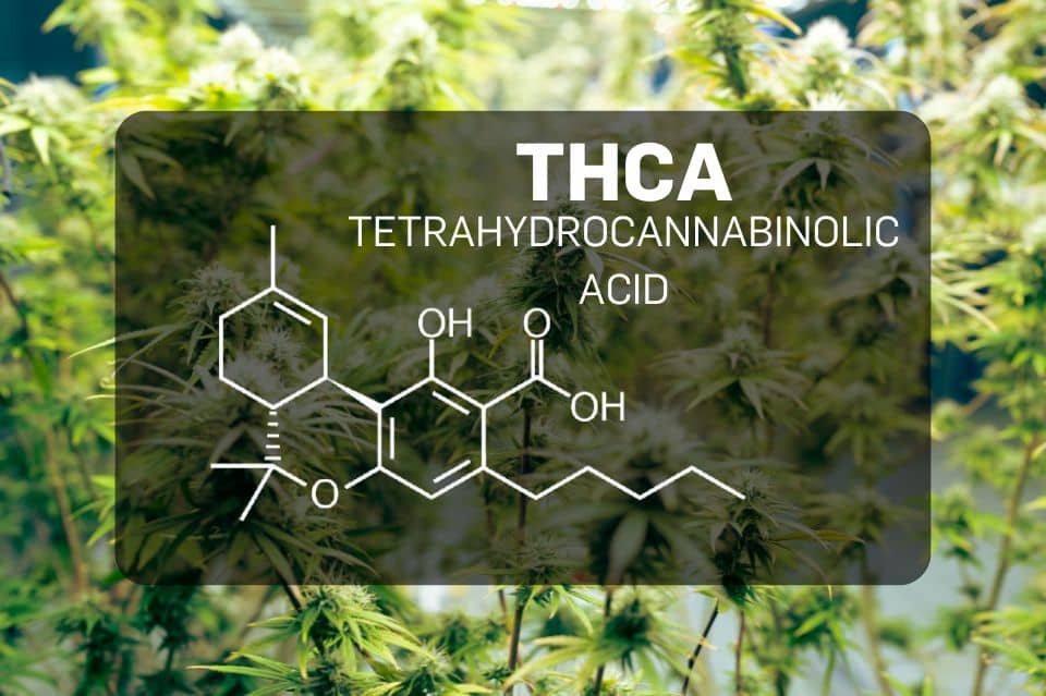 THCA-Struktur auf Cannabis-Hintergrund