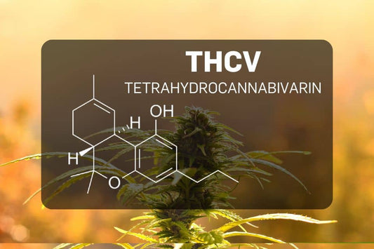 THCV-Molekularstruktur über einer Cannabispflanze dargestellt