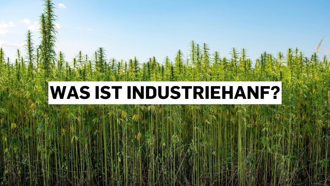 Was ist Industriehanf?