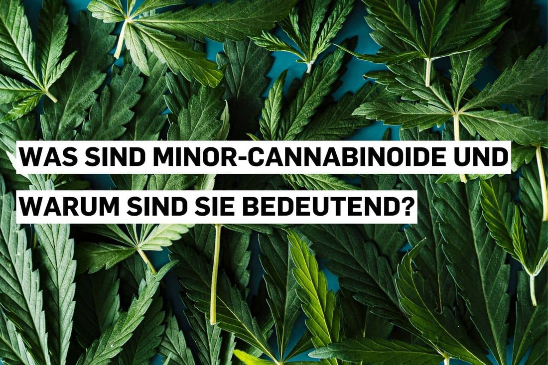 Informationstext zu Cannabinoiden über Hanfblättern