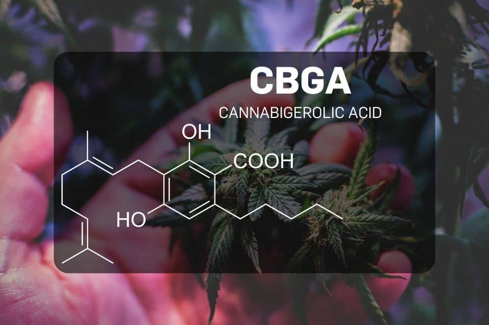 Strukturformel der Cannabigerolsäure laut Wikipedia