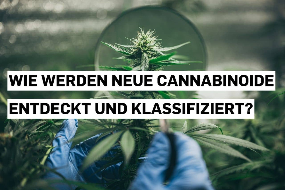 Untersuchung der Cannabinoidklassifikation