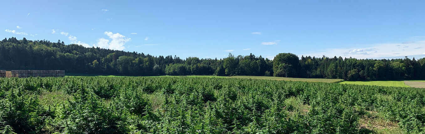 Der Bio-Hanf, den wir für unsere CBD-Produkte bei Formula Swiss verwenden